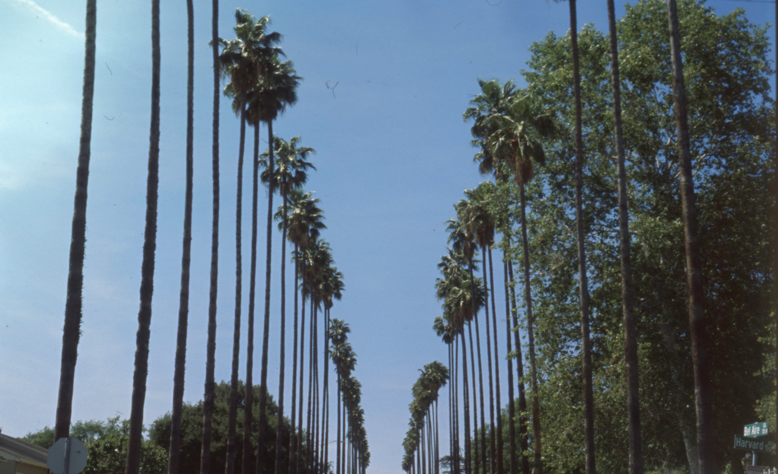 Hollywood Palm Trees - 35mm Ektachrome Slide